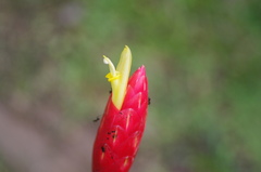 Costus stenophyllus
