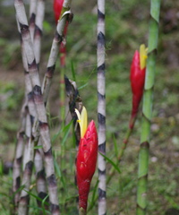 Costus stenophyllus