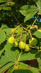 Aesculus hippocastanum