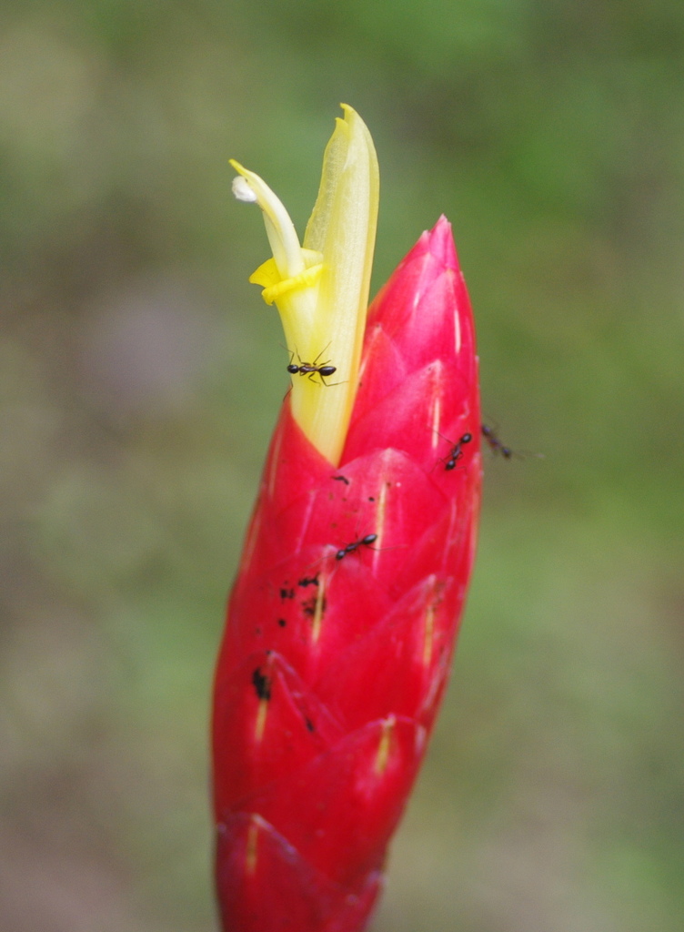Costus stenophyllus