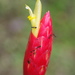 Costus stenophyllus - Photo (c) Dave Skinner, some rights reserved (CC BY-NC), uploaded by Dave Skinner