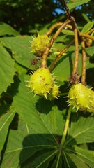 Aesculus hippocastanum