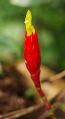 Costus stenophyllus