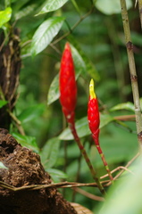 Costus stenophyllus
