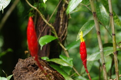 Costus stenophyllus