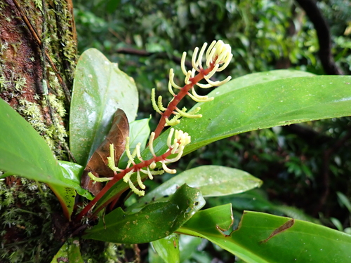 Peperomia pernambucensis, photograph 3