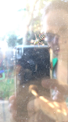 Placosternus difficilis