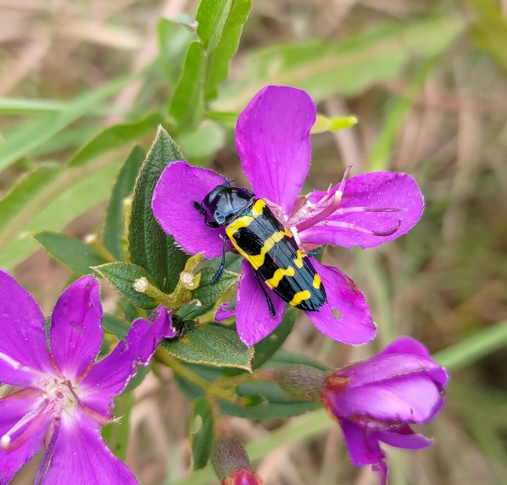 Conognatha insignis