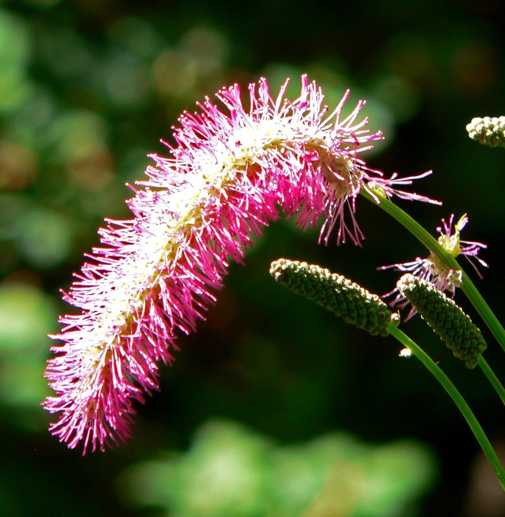 Japanese burnet