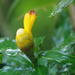 Costus wilsonii - Photo (c) Dave Skinner, some rights reserved (CC BY-NC), uploaded by Dave Skinner