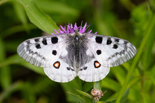 Photo of Apollo (Parnassius apollo)