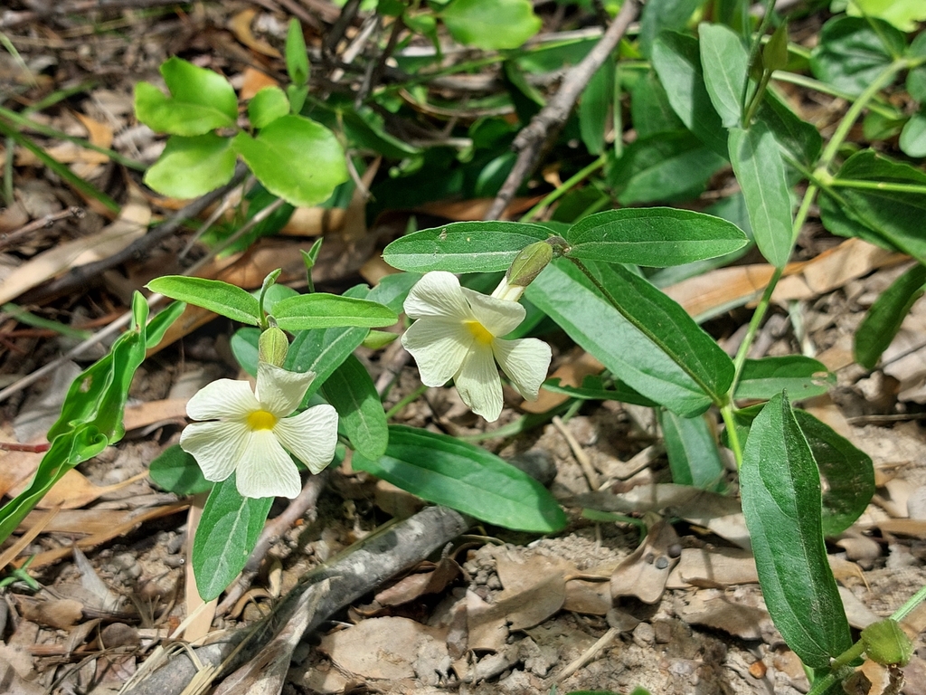 Thunbergia huillensis
