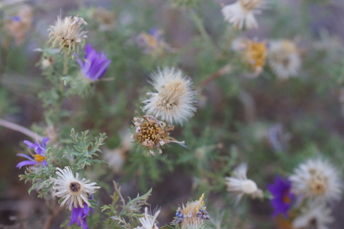 Image of Machaeranthera tanacetifolia by (c) Lyrae, some rights reserved (CC BY)