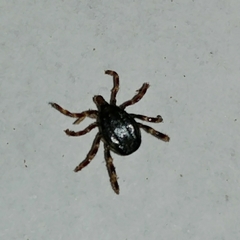 Hyalomma