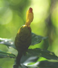 Costus wilsonii