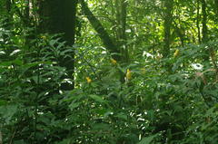 Costus wilsonii