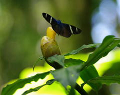 Costus wilsonii