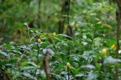 Costus wilsonii