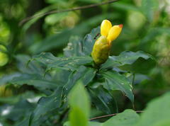 Costus wilsonii