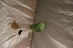 Thetidia smaragdaria