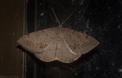 Taxeotis perlinearia