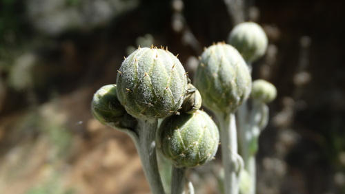 Centaurea babylonica