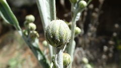 Centaurea babylonica, photograph (c) Serdar Ölez, some rights reserved (CC BY-SA)
