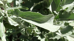 Centaurea babylonica, photograph (c) Serdar Ölez, some rights reserved (CC BY-SA)
