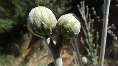 Centaurea babylonica, photograph (c) Serdar Ölez, some rights reserved (CC BY-SA)