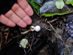 Tympanella galanthina