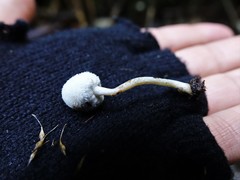 Tympanella galanthina