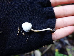 Tympanella galanthina