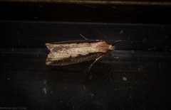 Leptocroca sanguinolenta