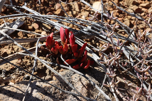 Crassula atropurpurea