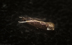 Chaliniastis astrapaea