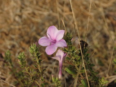 Barleria buxifolia