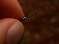 Silverstoneia nubicola