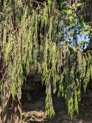 Cupressus cashmeriana, photograph (c) Sagnik Dutta Roy, some rights reserved (CC BY)
