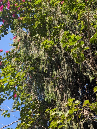 Cupressus cashmeriana, photograph 5