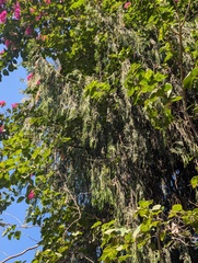 Cupressus cashmeriana, photograph (c) Sagnik Dutta Roy, some rights reserved (CC BY)