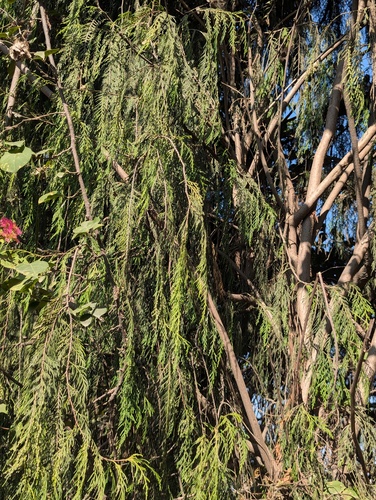 Cupressus cashmeriana, photograph 4