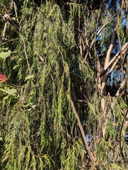 Cupressus cashmeriana, photograph (c) Sagnik Dutta Roy, some rights reserved (CC BY)