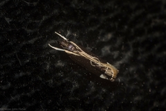 Chaliniastis astrapaea