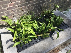 Asplenium scolopendrium