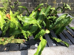 Asplenium scolopendrium