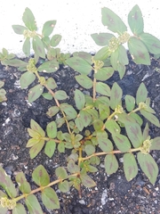 Euphorbia hirta image