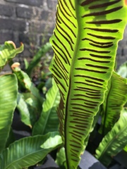 Asplenium scolopendrium