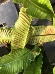 Asplenium scolopendrium
