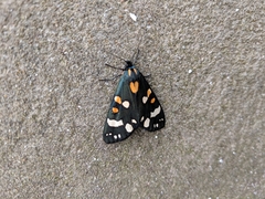 Callimorpha dominula