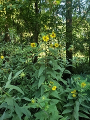 Helianthus resinosus